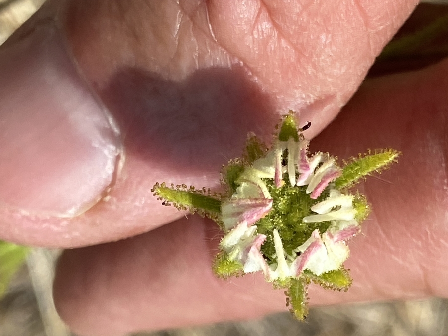 Hemizonia congesta ssp. calyculata Hemizonia congesta ssp. calyculata