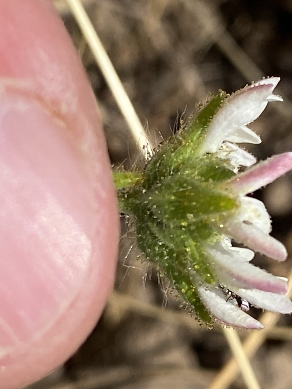Hemizonia congesta ssp. calyculata Hemizonia congesta ssp. calyculata