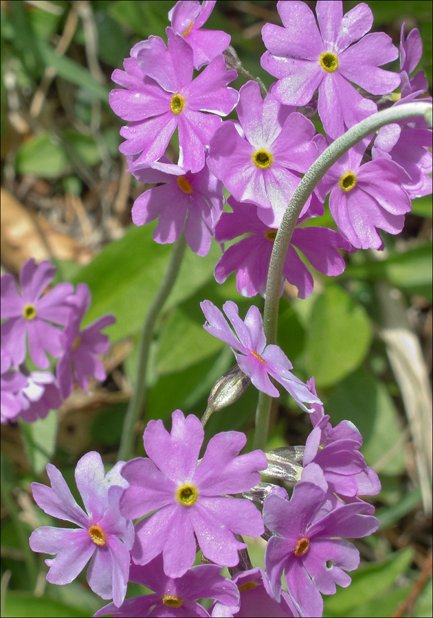 Primula farinosa