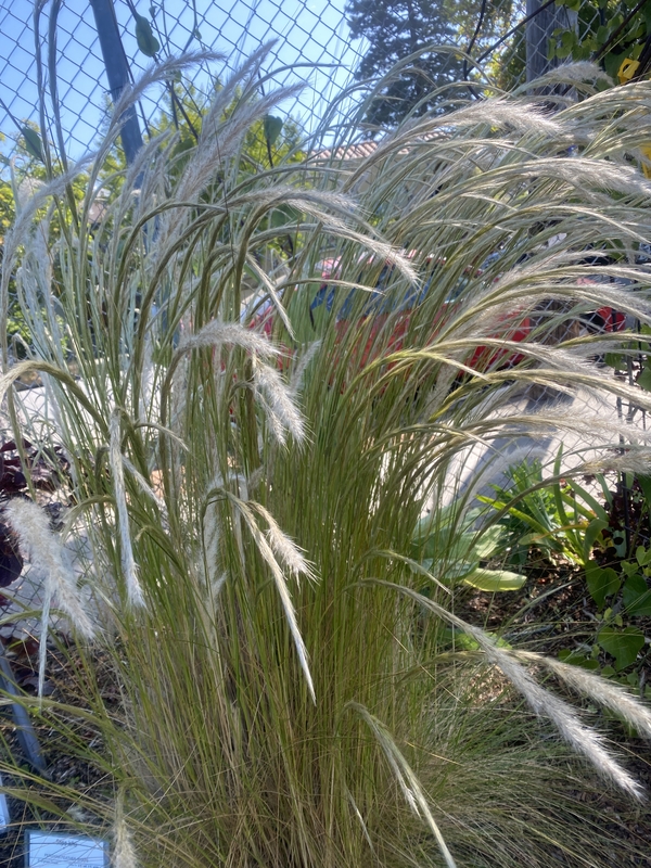 Stipa ichu