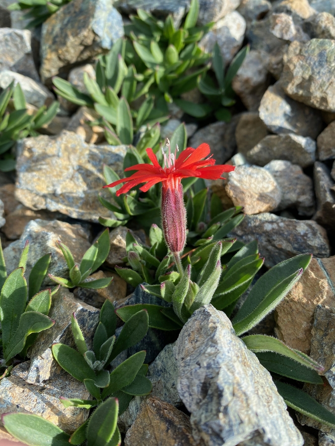 Silene serpentinicola Silene serpentinicola