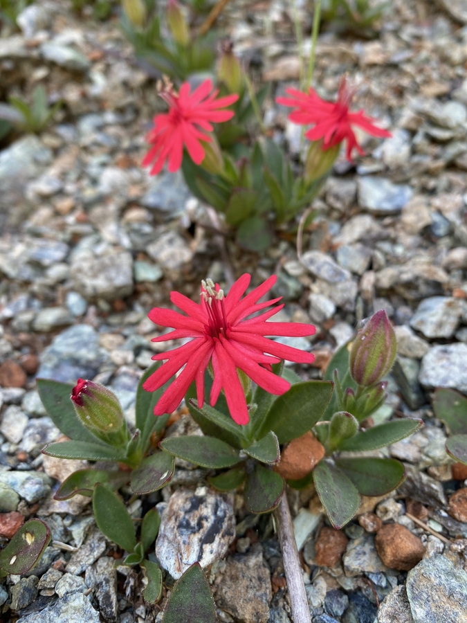 Silene serpentinicola Silene serpentinicola