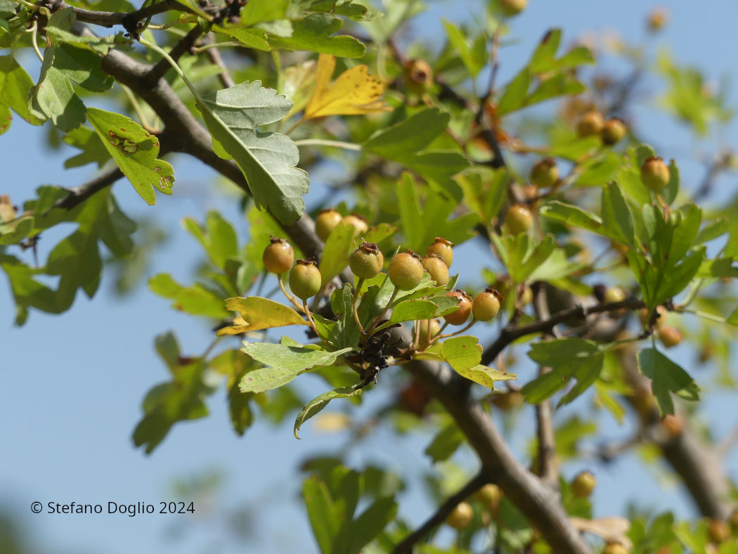 Crataegus monogyna