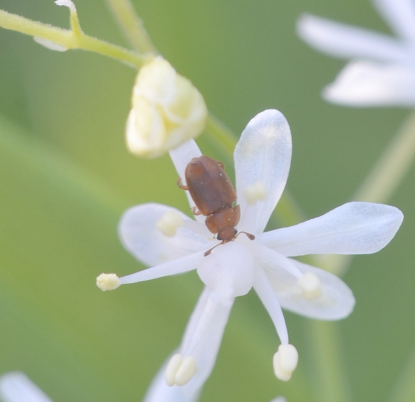 Epuraea Epuraea