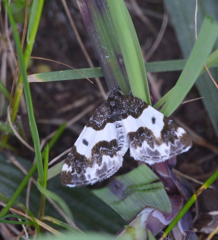 Mesoleuca gratulata Mesoleuca gratulata