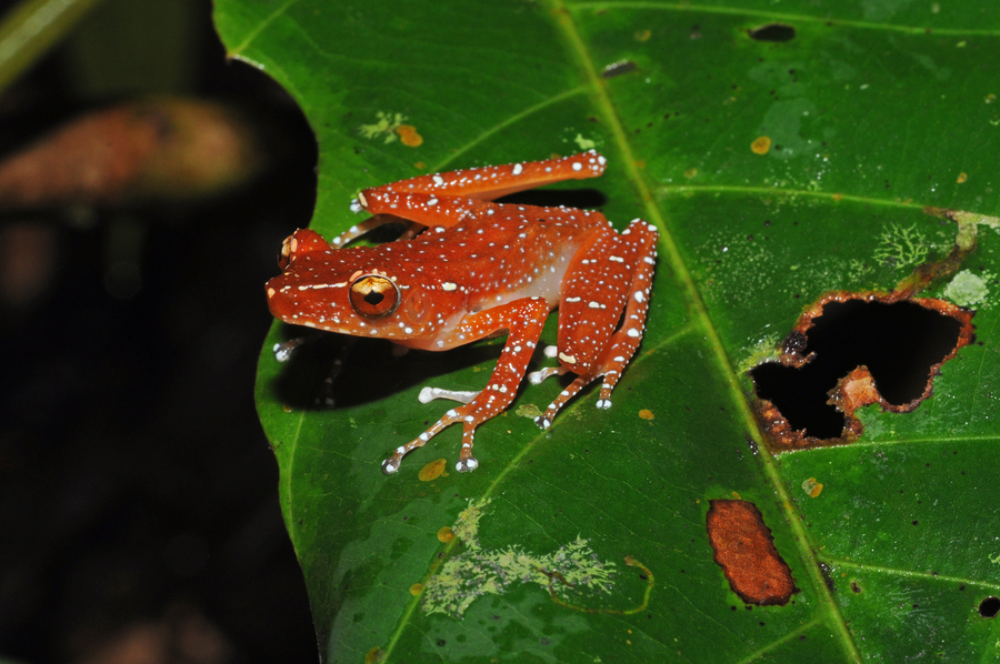 Nyctixalus pictus Nyctixalus pictus
