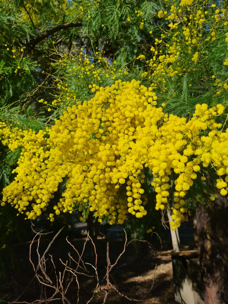 Acacia decurrens