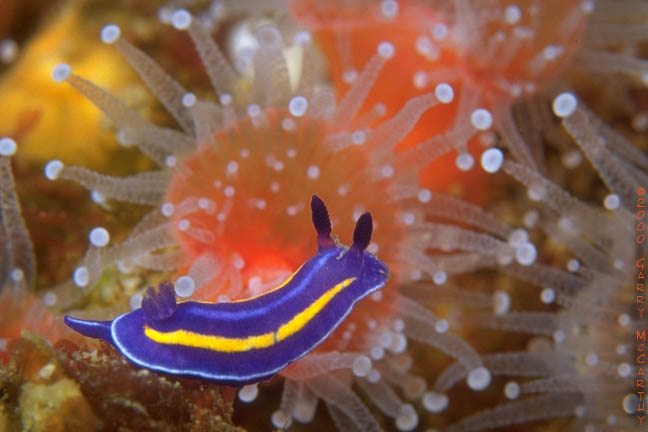 Mexichromis porterae Mexichromis porterae