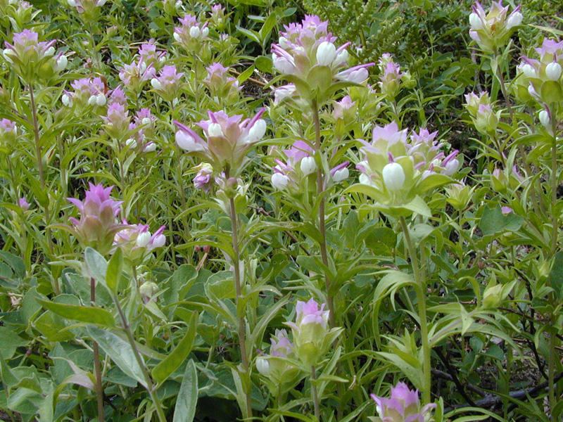 Orthocarpus cuspidatus ssp. copelandii