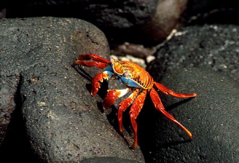 Grapsus grapsus Grapsus grapsus