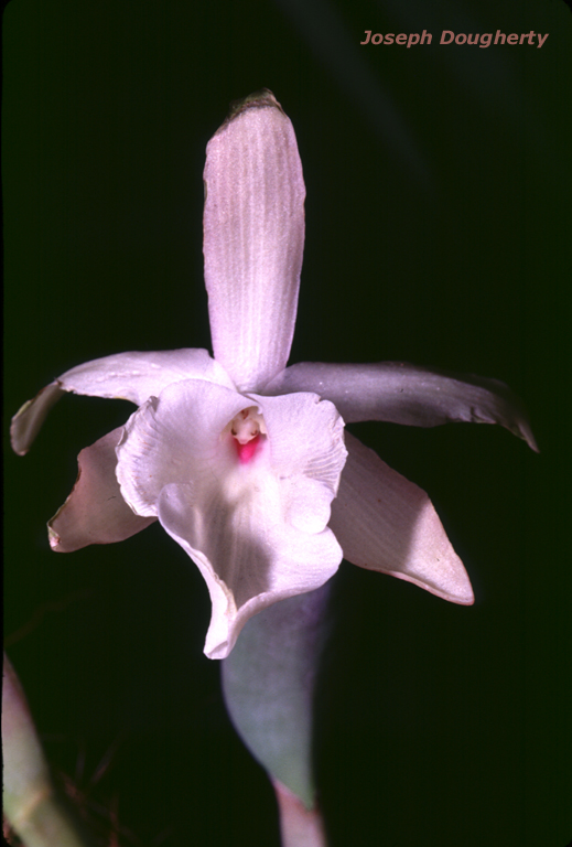Rhyncholaelia glauca
