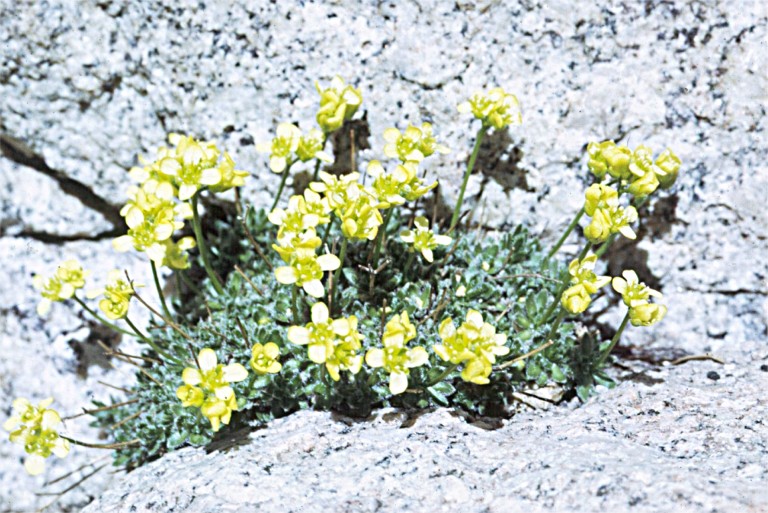 Draba oligosperma var. oligosperma