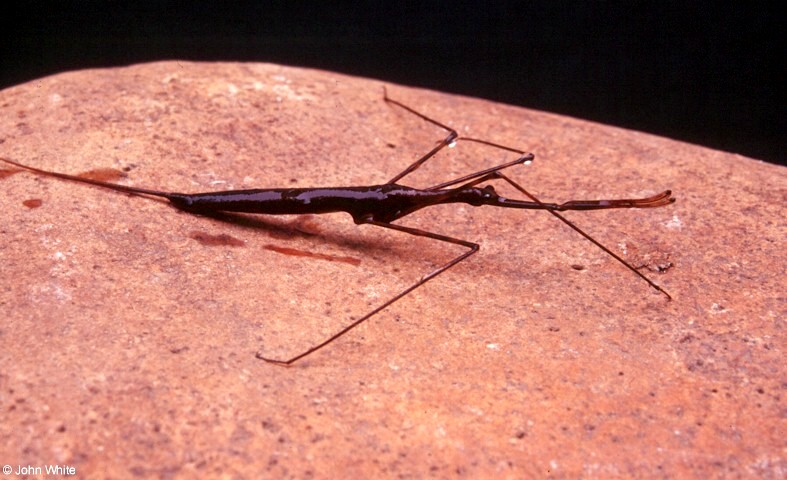 Ranatra fusca