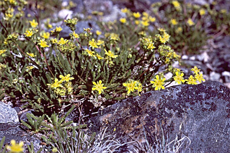 Ivesia lycopodioides var. megalopetala