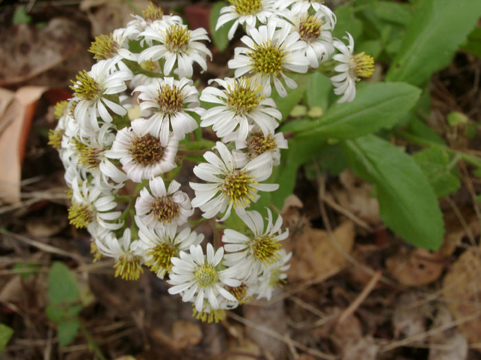Eurybia radulina