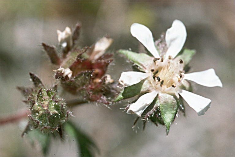 Horkelia cuneata ssp. cuneata