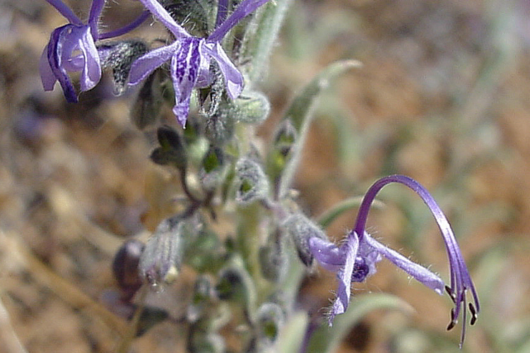 Trichostema lanceolatum Trichostema lanceolatum