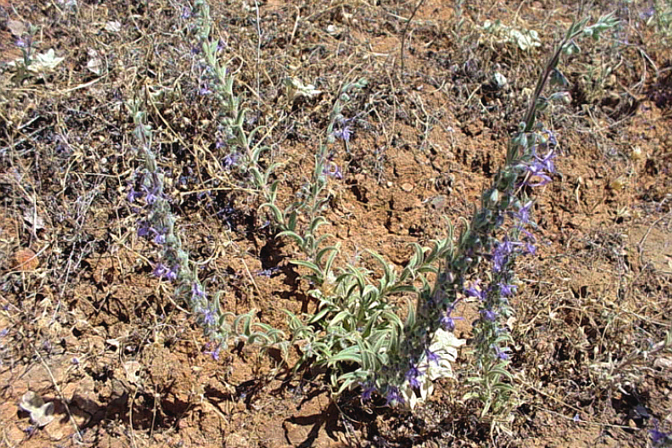Trichostema lanceolatum Trichostema lanceolatum