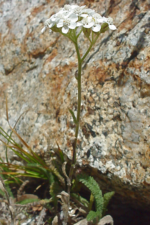Achillea millefolium