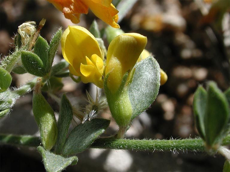 Acmispon procumbens var. jepsonii