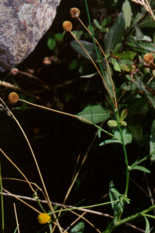 Helenium puberulum