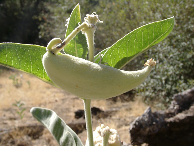 Asclepias eriocarpa Asclepias eriocarpa