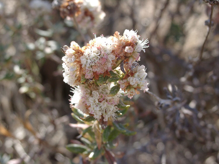 Eriogonum parvifolium Eriogonum parvifolium