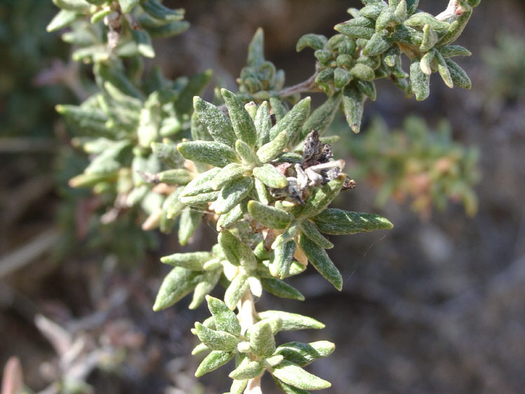 Eriogonum parvifolium Eriogonum parvifolium