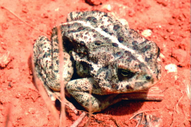 Anaxyrus woodhousii