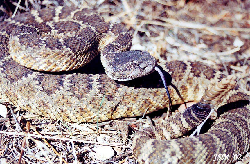 Crotalus viridis