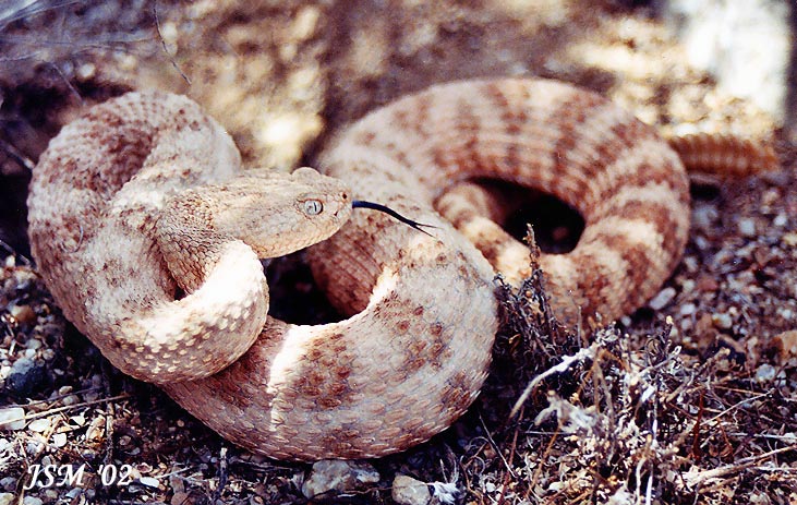 Crotalus pyrrhus Crotalus pyrrhus