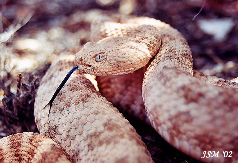 Crotalus pyrrhus Crotalus pyrrhus