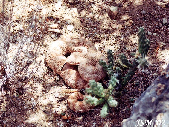 Crotalus mitchellii Crotalus mitchellii