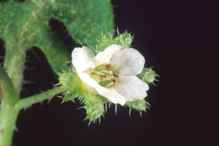 Pholistoma racemosum