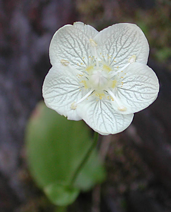 Parnassia palustris Parnassia palustris