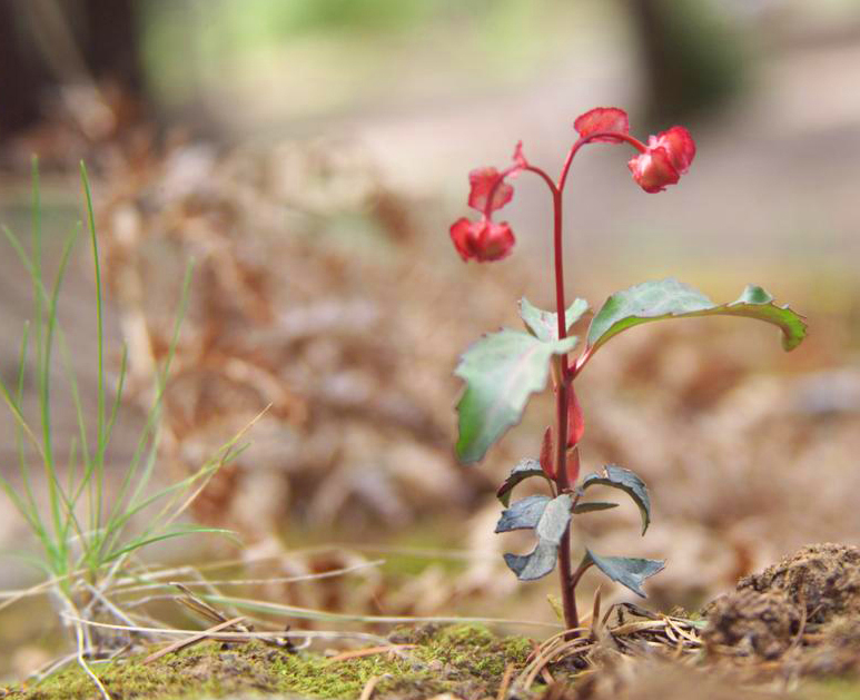 Chimaphila menziesii