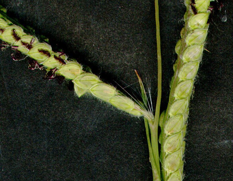 Paspalum dilatatum Paspalum dilatatum