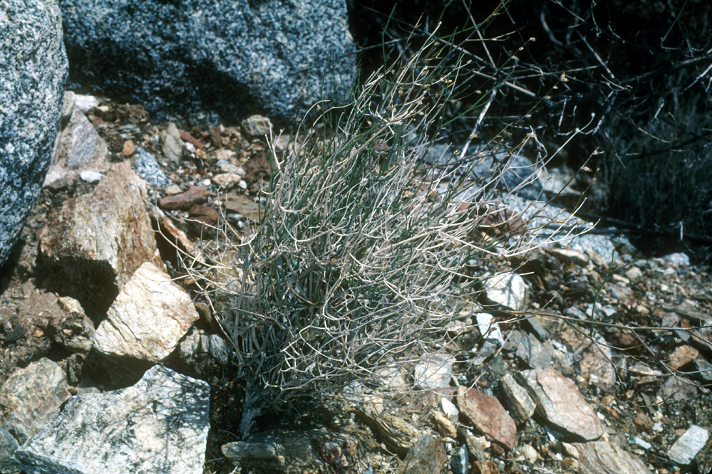 Carlowrightia arizonica