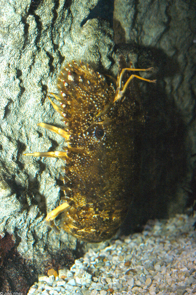Parribacus antarcticus
