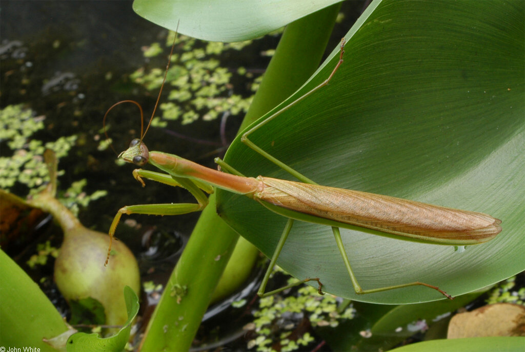 Tenodera aridifolia