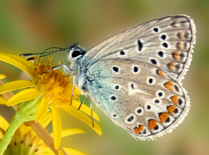 Polyommatus icarus Polyommatus icarus