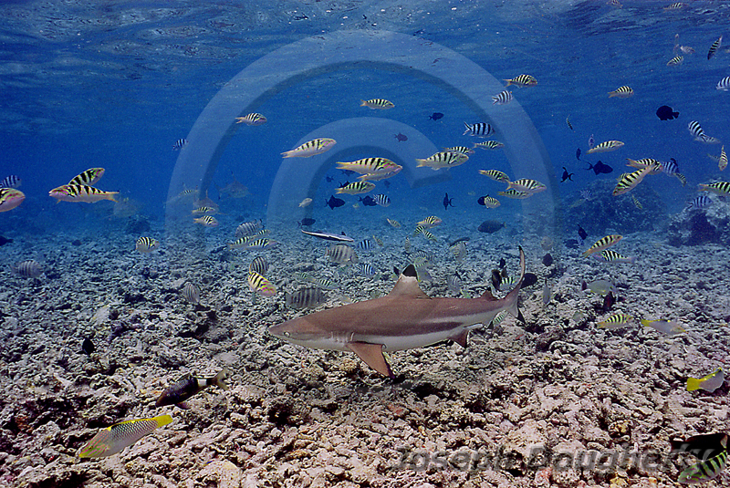 Carcharhinus melanopterus Carcharhinus melanopterus