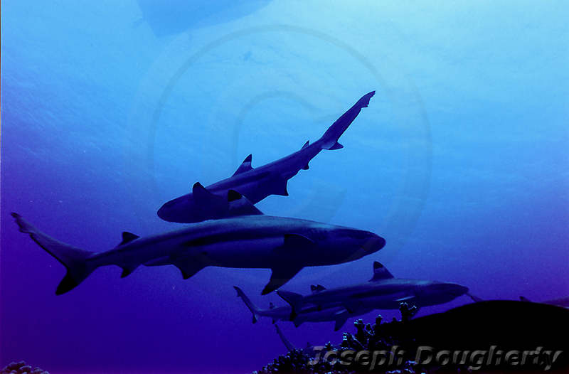 Carcharhinus melanopterus Carcharhinus melanopterus