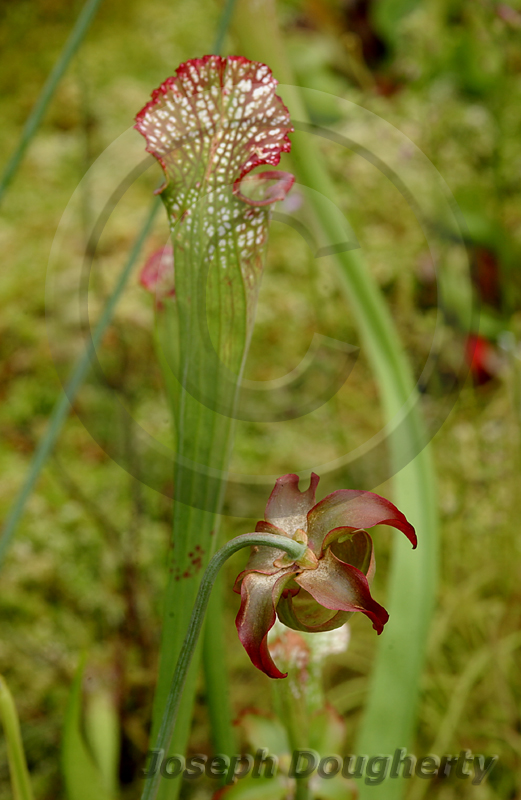 Sarracenia leucophylla Sarracenia leucophylla
