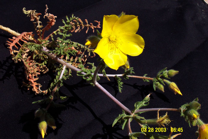 Mentzelia eremophila