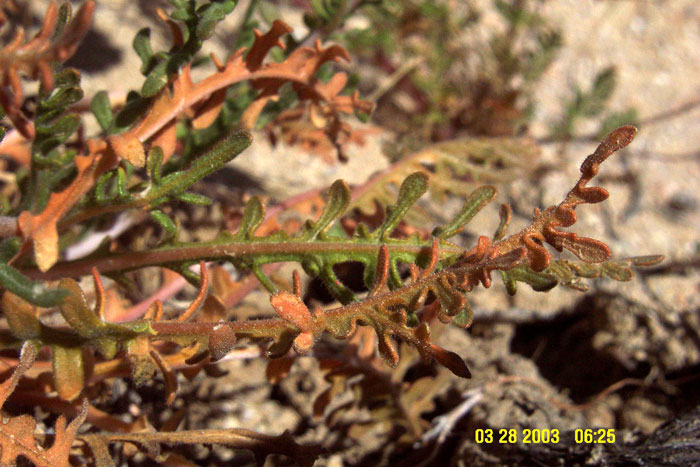 Mentzelia eremophila