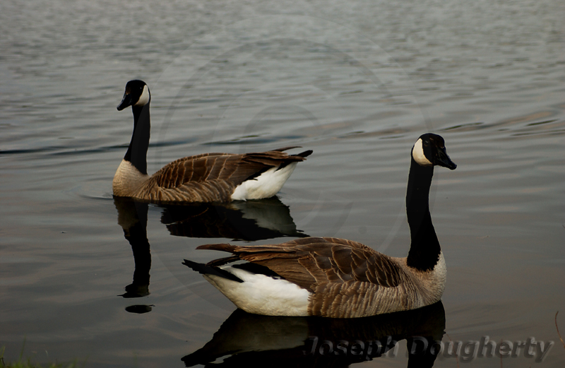 Branta canadensis Branta canadensis