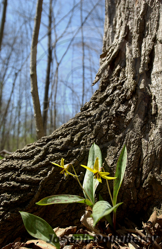 Erythronium americanum Erythronium americanum