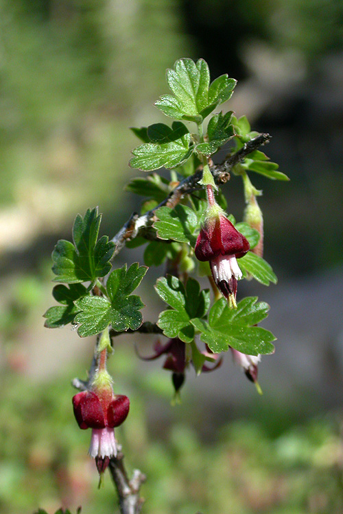 Ribes roezlii var. roezlii