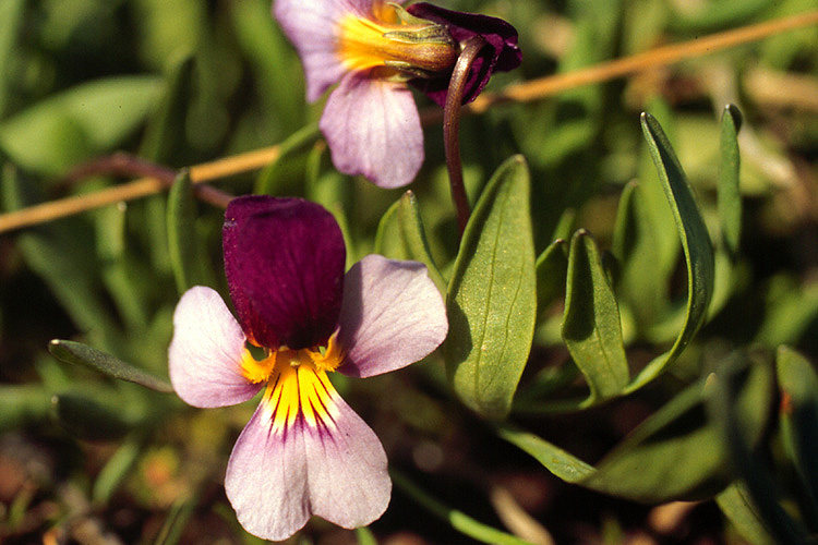 Viola beckwithii Viola beckwithii